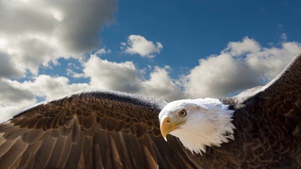 The Eagle Who Thought He Was a Chicken