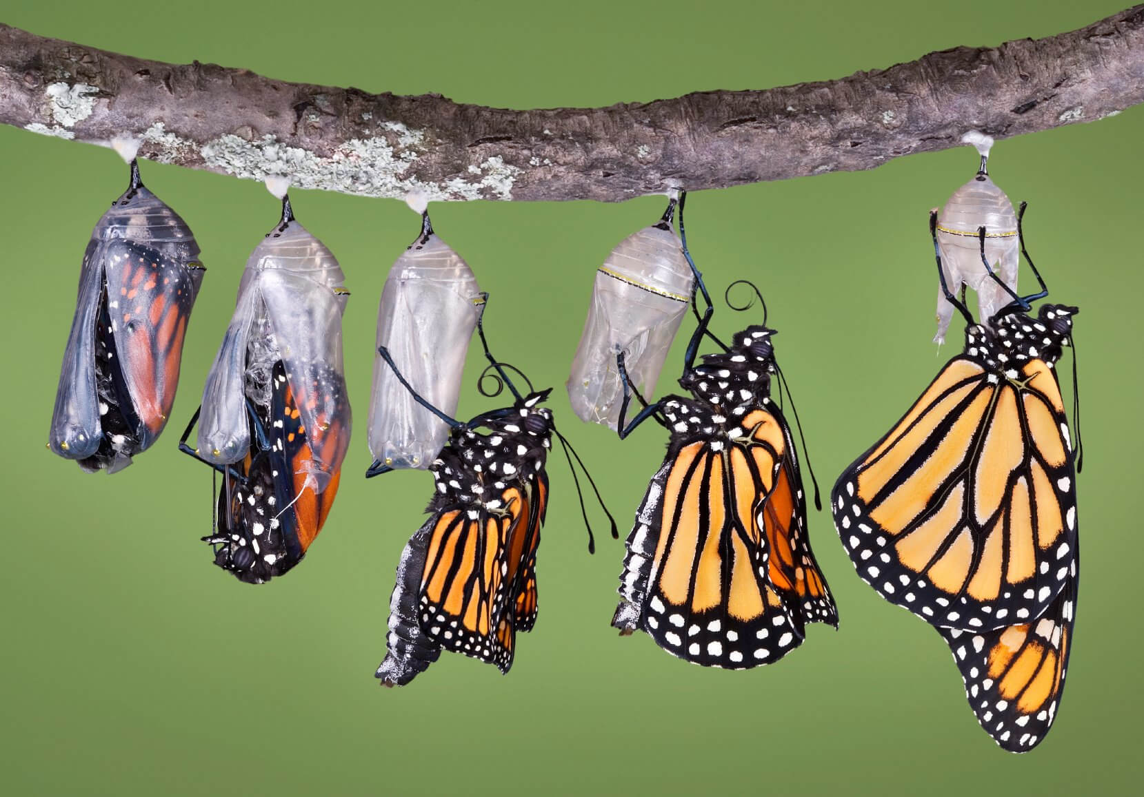The Struggling Butterfly. Spiritual Reminders - Bill Johnson